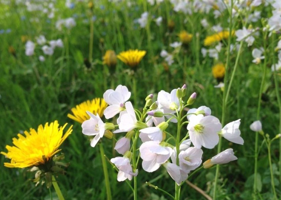 Dermatologie-Tempelhof-Berlin-Blumenwiese