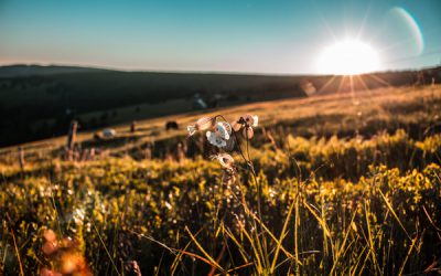Vitamin D für die Haut