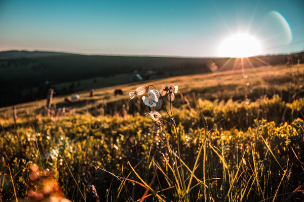 Vitamin D für die Haut