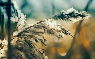 Mit gesunder Haut durch den Winter
